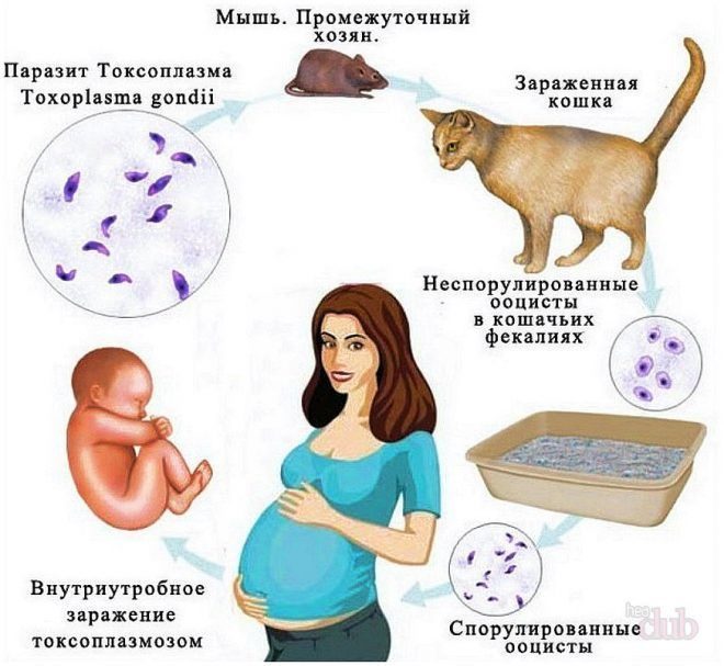 toksoplazmoz-u-grudnichkov-e1489049374174-4450451